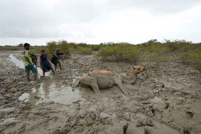 How to Rescue a Camel (22 pics)