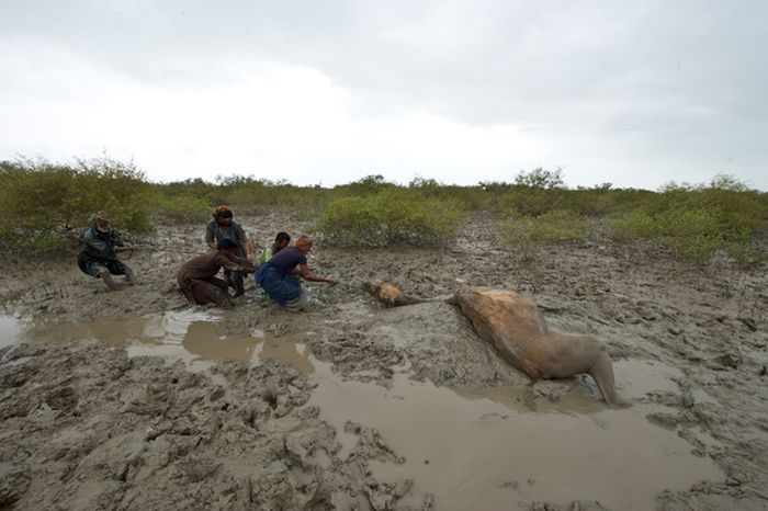 How to Rescue a Camel (22 pics)