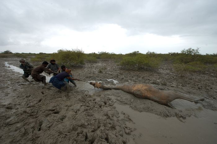 How to Rescue a Camel (22 pics)