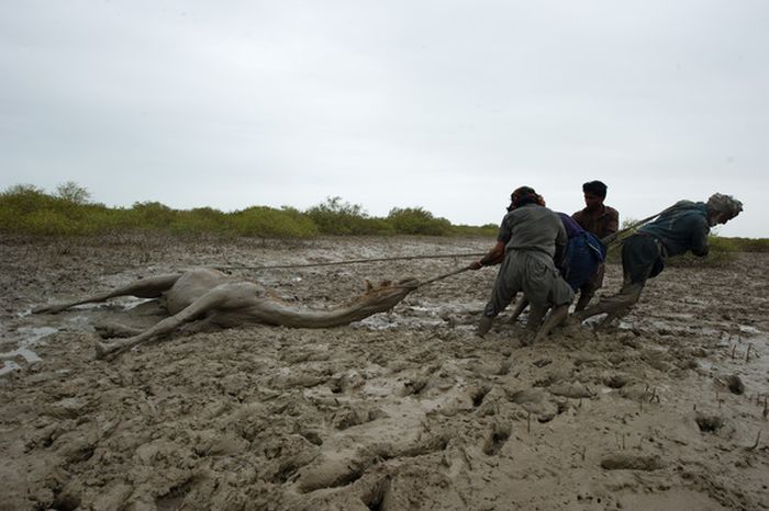 How to Rescue a Camel (22 pics)