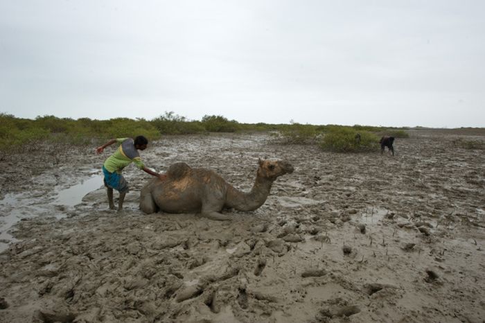 How to Rescue a Camel (22 pics)