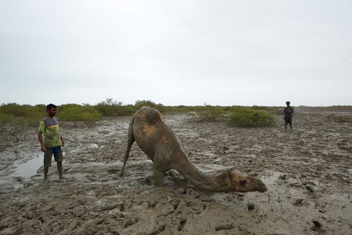 How to Rescue a Camel (22 pics)