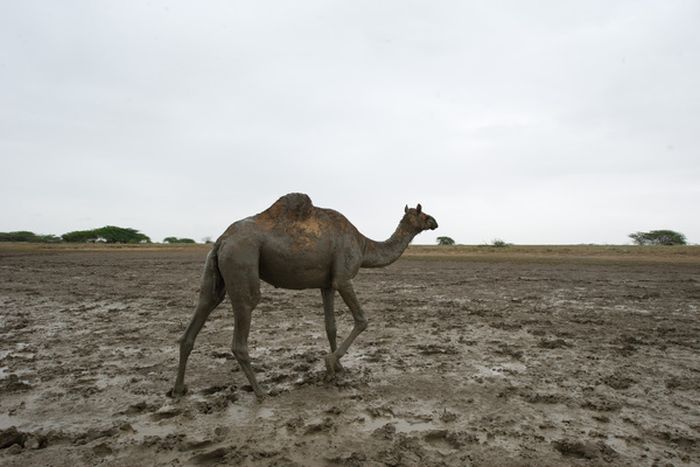 How to Rescue a Camel (22 pics)