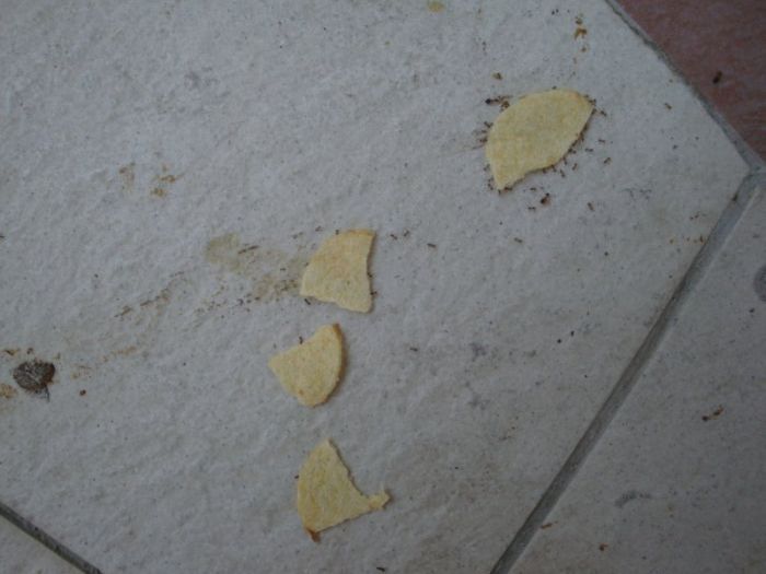 Ants Carrying Chips Up the Wall (22 pics)
