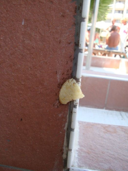 Ants Carrying Chips Up the Wall (22 pics)