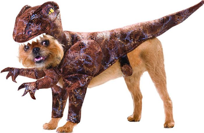 Animals Dressed Up As Dinos (50 pics)