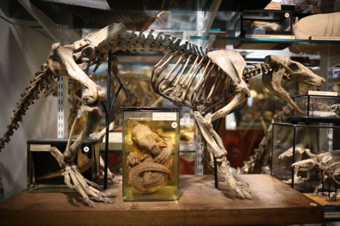 The Grant Museum of Zoology (38 pics)