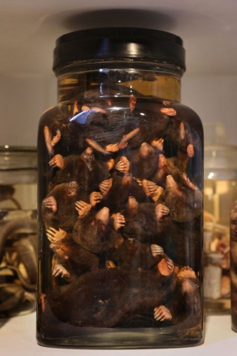 The Grant Museum of Zoology (38 pics)