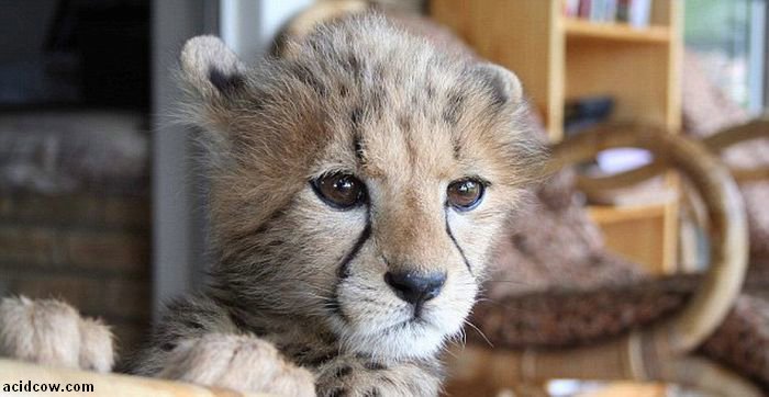 Pet Cheetah Jolie (22 pics)