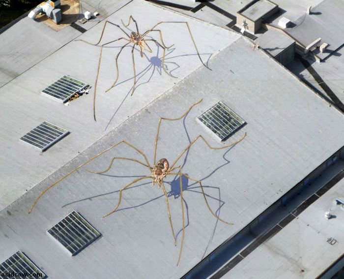 Daddy Long-Legs Overtake the Seattle Center Armory (4 pics)