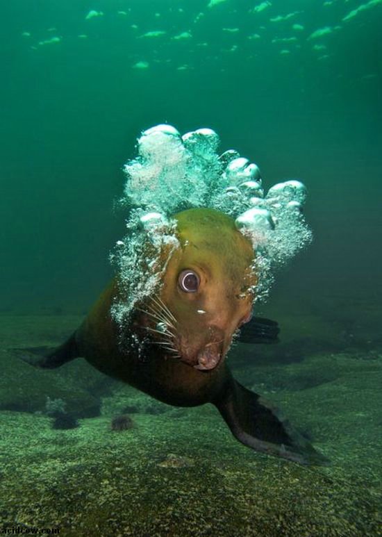 Cute Sea Lion Playing with His Reflection (7 pics)