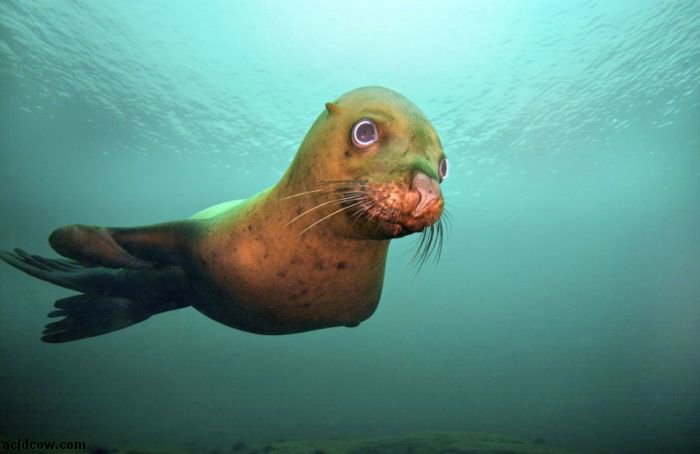 Cute Sea Lion Playing with His Reflection (7 pics)