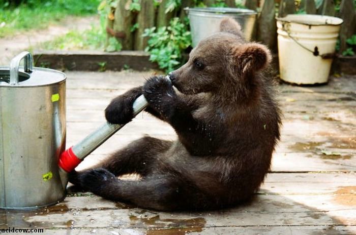 Raising a Bear Cub (25 pics)