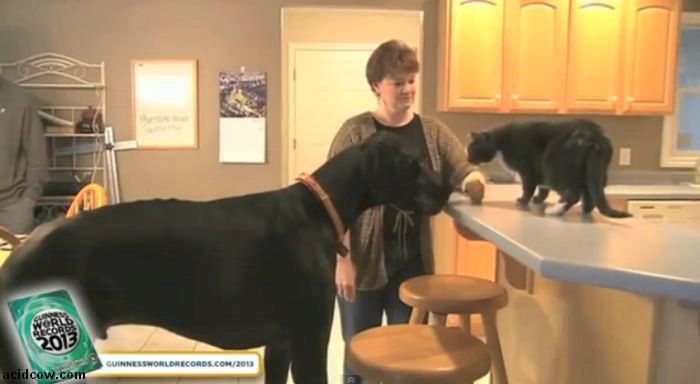 Zeus, the World's Tallest Dog (9 pics)