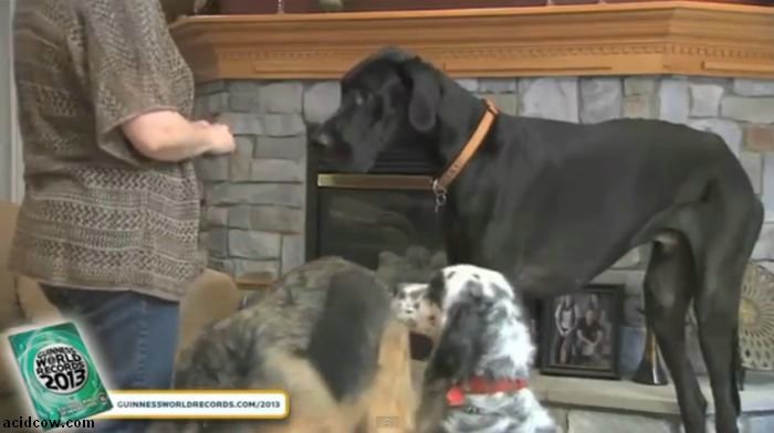 Zeus, the World's Tallest Dog (9 pics)