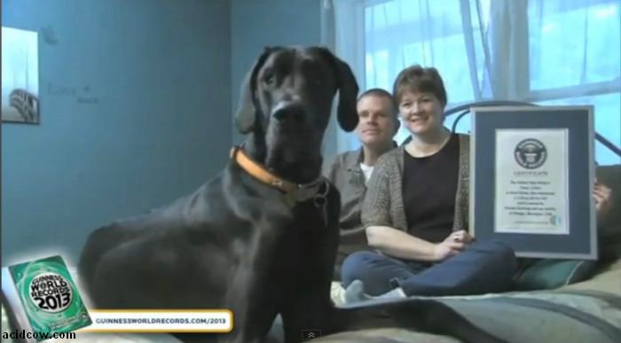 Zeus, the World's Tallest Dog (9 pics)
