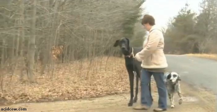 Zeus, the World's Tallest Dog (9 pics)