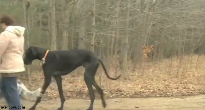 Zeus, the World's Tallest Dog (9 pics)