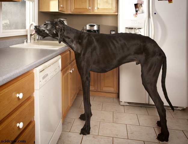 Zeus, the World's Tallest Dog (9 pics)