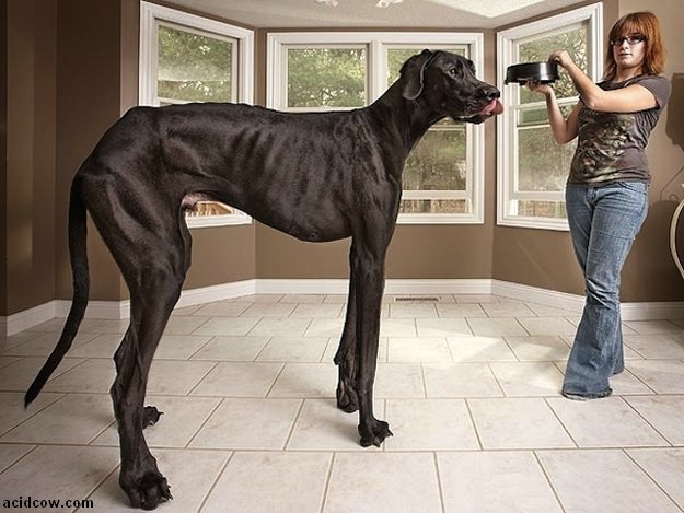 Zeus, the World's Tallest Dog (9 pics)