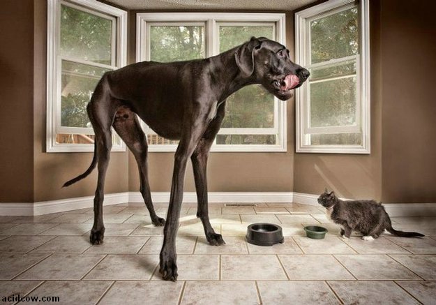 Zeus, the World's Tallest Dog (9 pics)