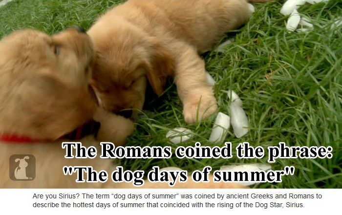 Unknown Dog Facts (10 pics)