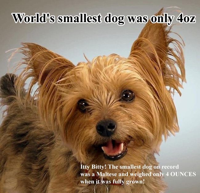 Unknown Dog Facts (10 pics)