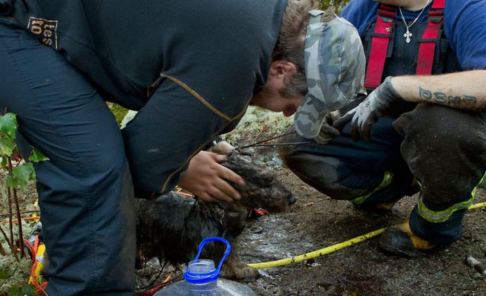 Dogs Rescued After Being Trapped (6 pics)