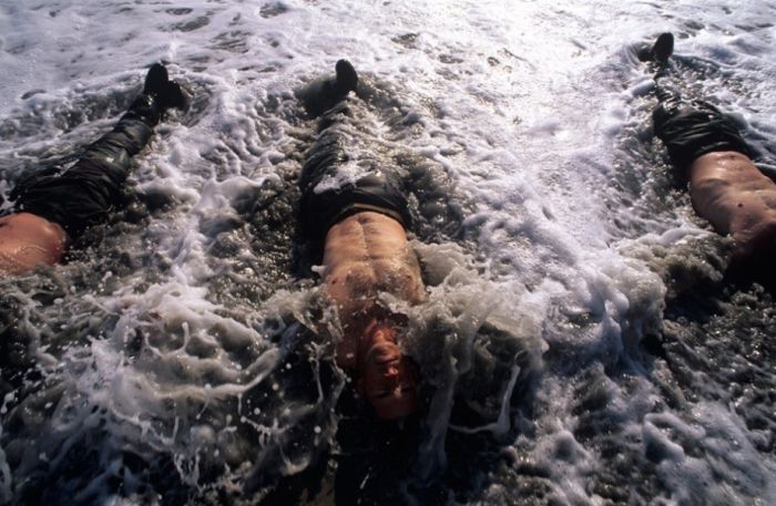 SEALs (81 pics)