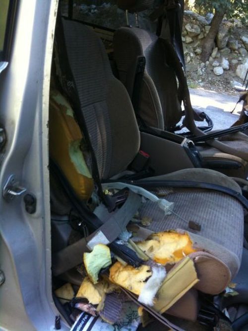 Be Careful What You Leave in Your Car (7 pics)