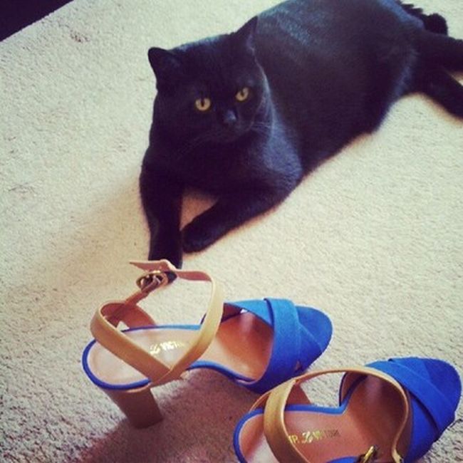 Rich Cats of Instagram (27 pics)