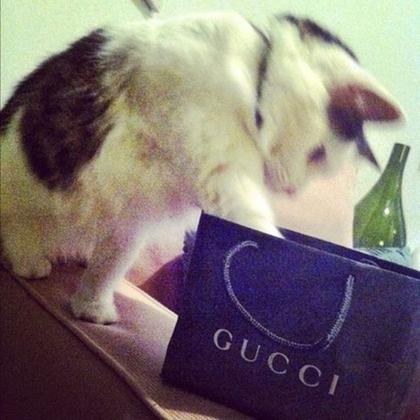 Rich Cats of Instagram (27 pics)