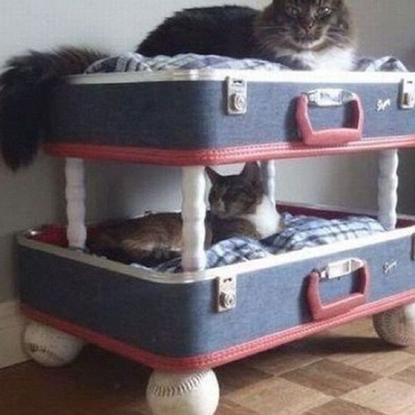Rich Cats of Instagram (27 pics)