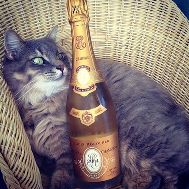 Rich Cats of Instagram (27 pics)
