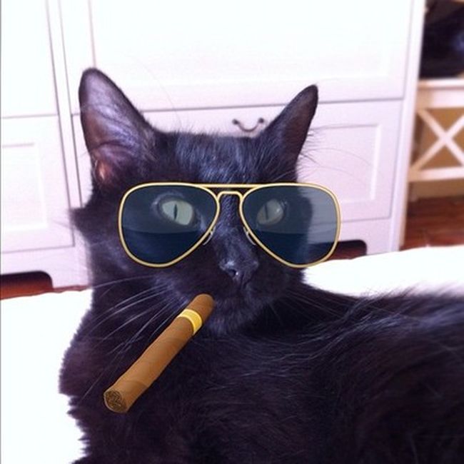 Rich Cats of Instagram (27 pics)