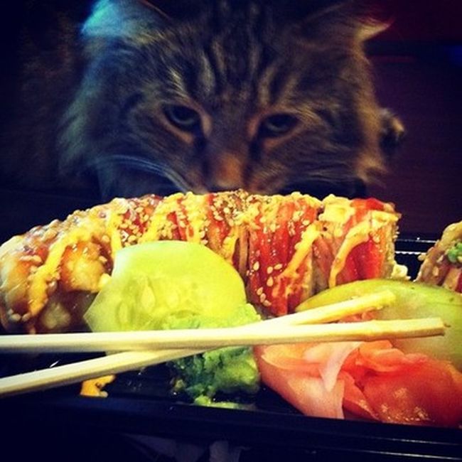 Rich Cats of Instagram (27 pics)