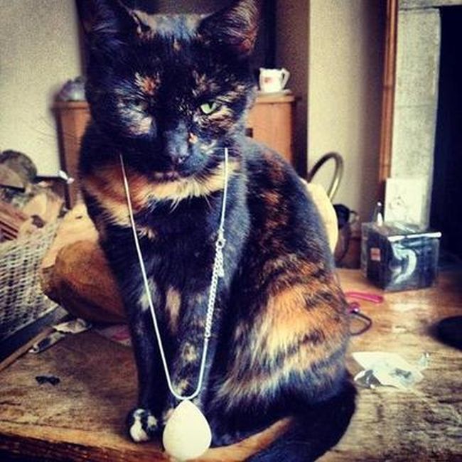 Rich Cats of Instagram (27 pics)