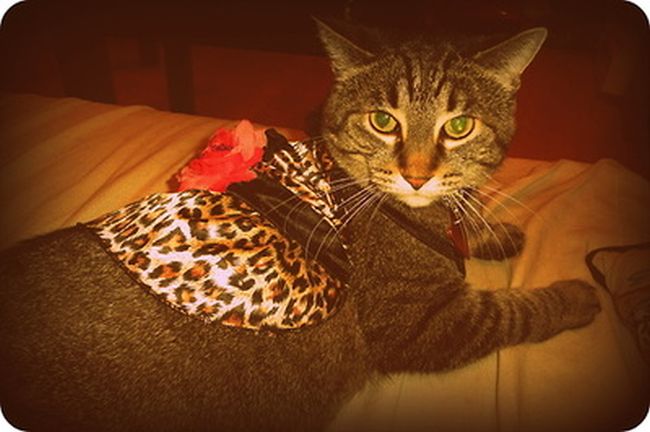 Rich Cats of Instagram (27 pics)
