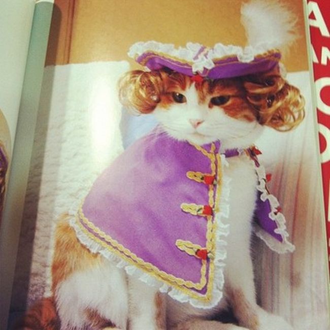 Rich Cats of Instagram (27 pics)