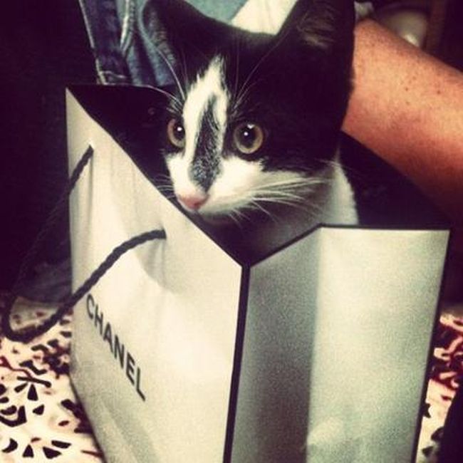Rich Cats of Instagram (27 pics)