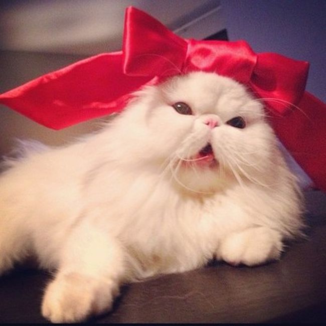 Rich Cats of Instagram (27 pics)