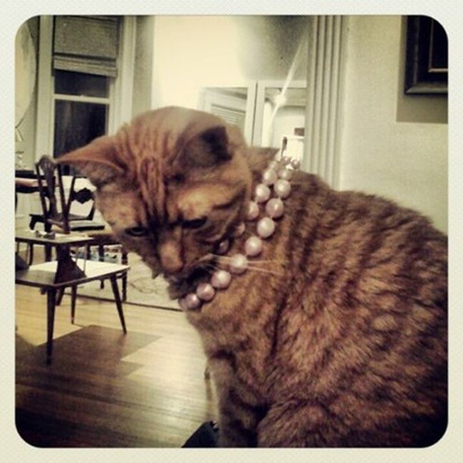 Rich Cats of Instagram (27 pics)