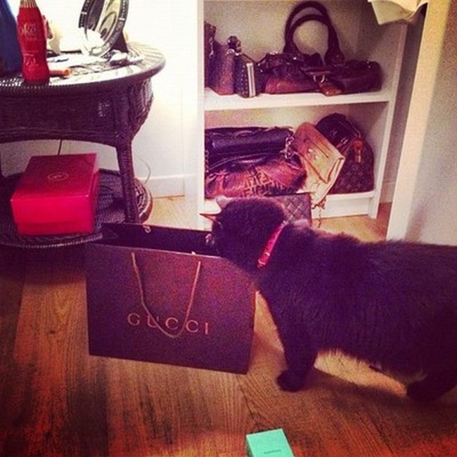 Rich Cats of Instagram (27 pics)