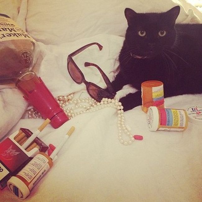 Rich Cats of Instagram (27 pics)