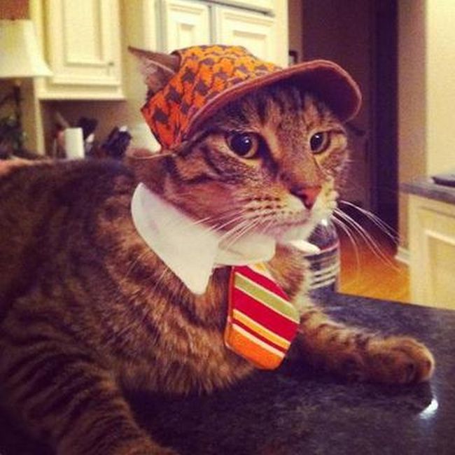 Rich Cats of Instagram (27 pics)