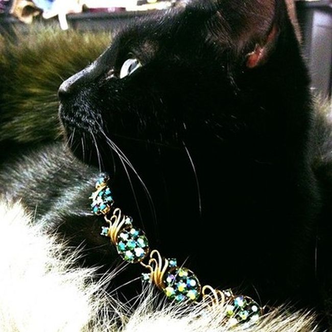 Rich Cats of Instagram (27 pics)