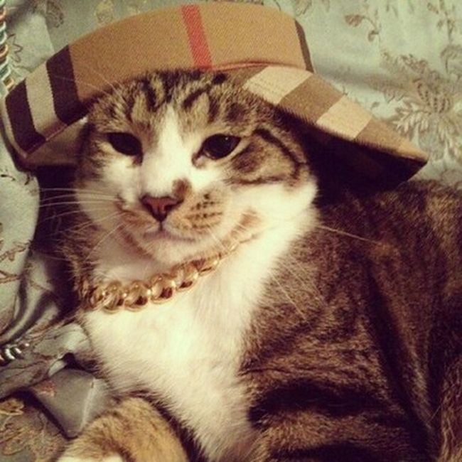 Rich Cats of Instagram (27 pics)