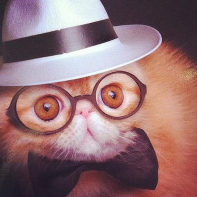 Rich Cats of Instagram (27 pics)