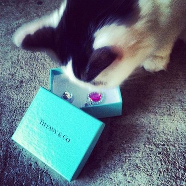 Rich Cats of Instagram (27 pics)