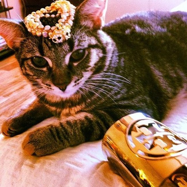 Rich Cats of Instagram (27 pics)